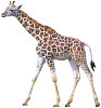 Giraffe. Copyrighted.