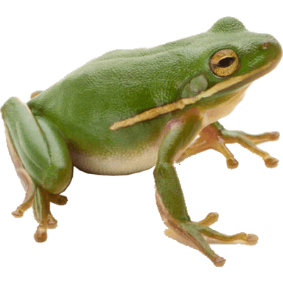 frog