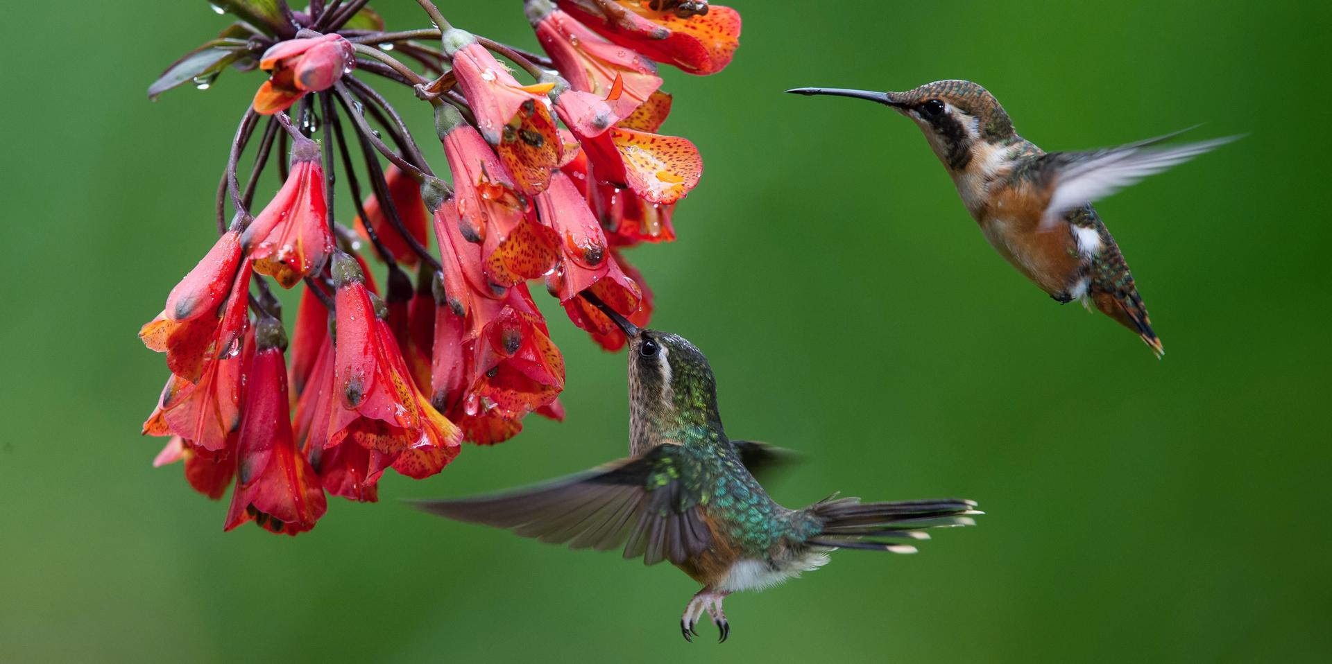 Hummingbirds feeding. Photograph Copyrighted. Licensed.