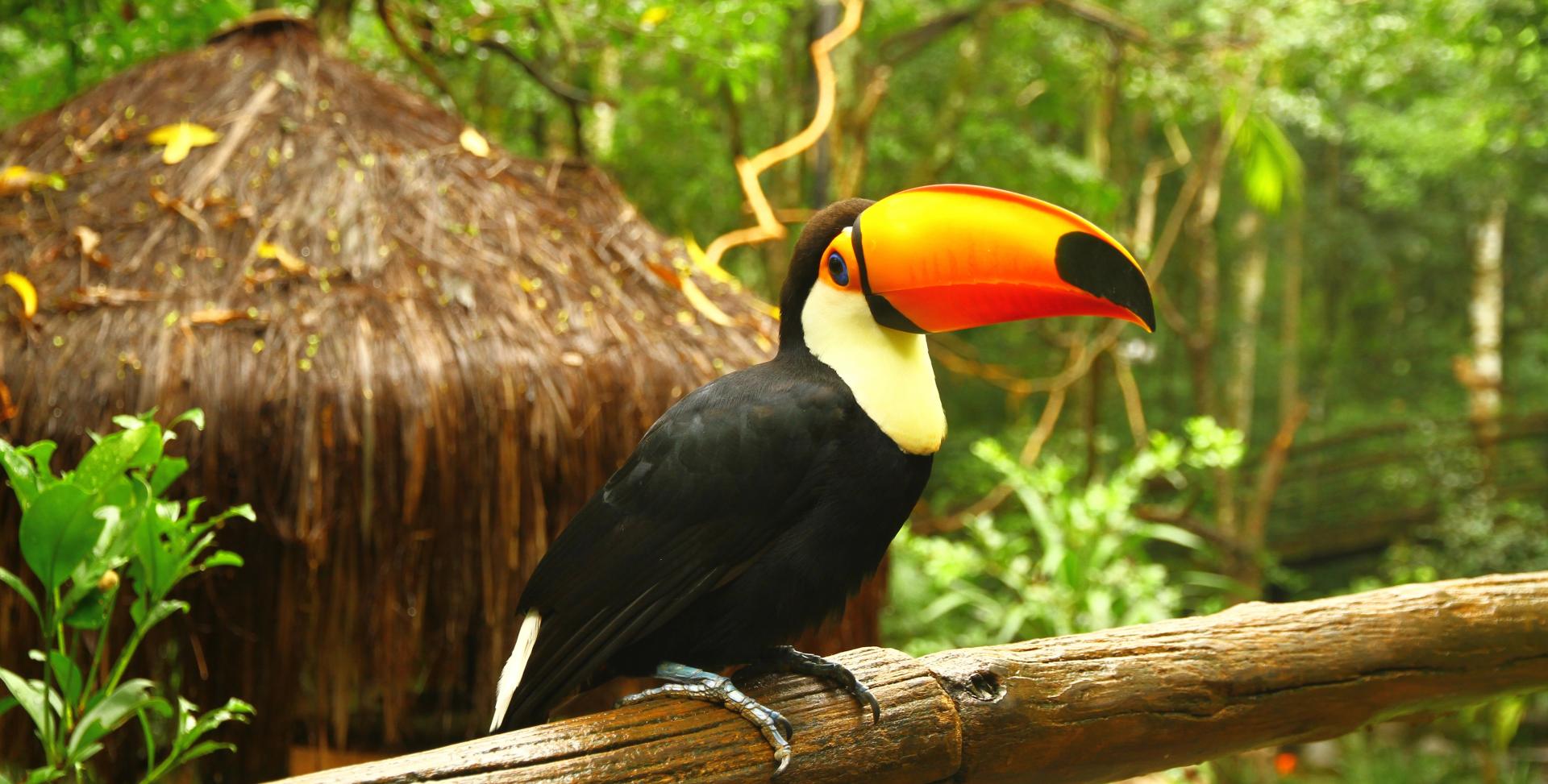 toucan