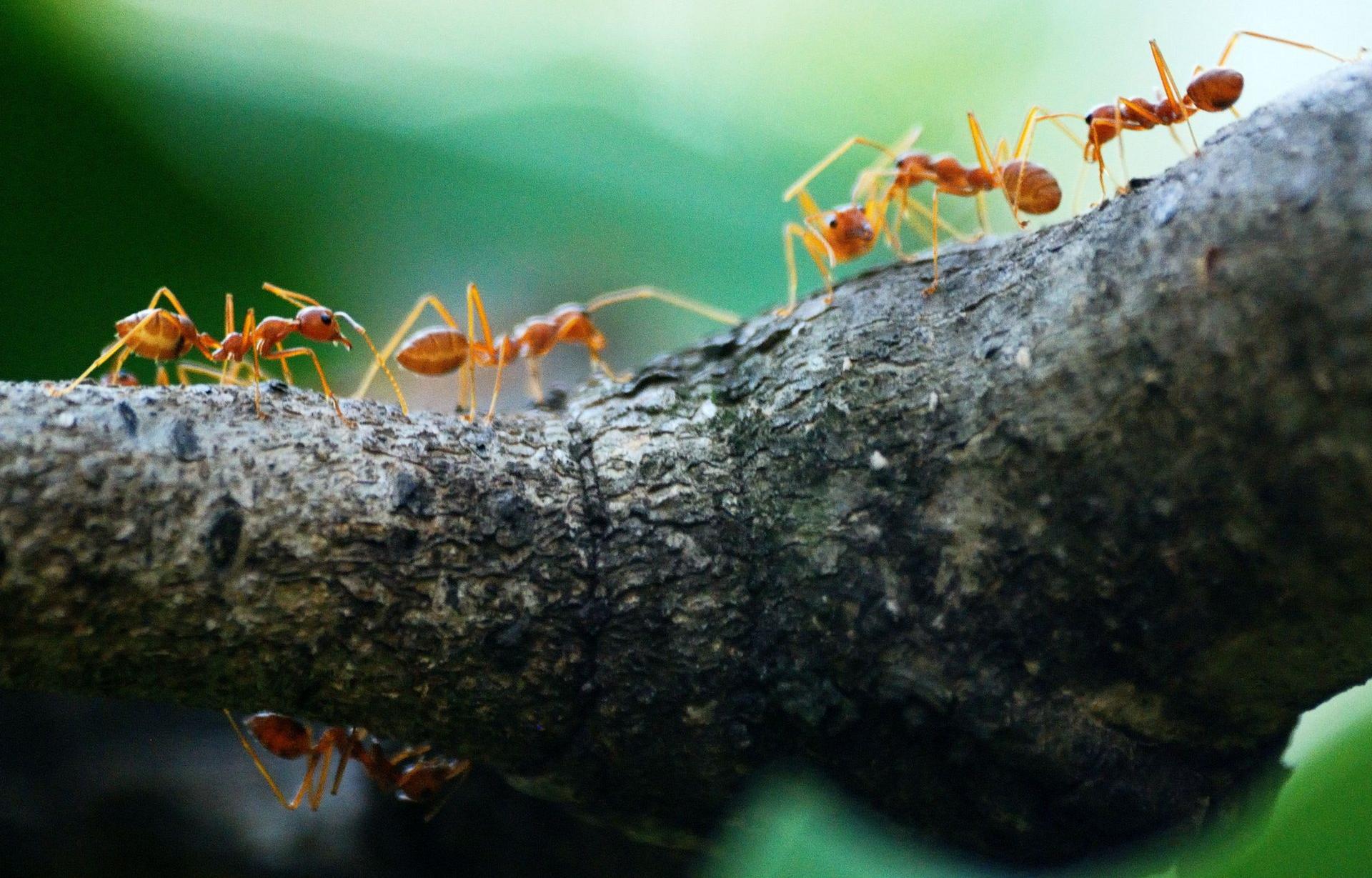 Ants in Thailand. Photo by Poranimm Athitha.