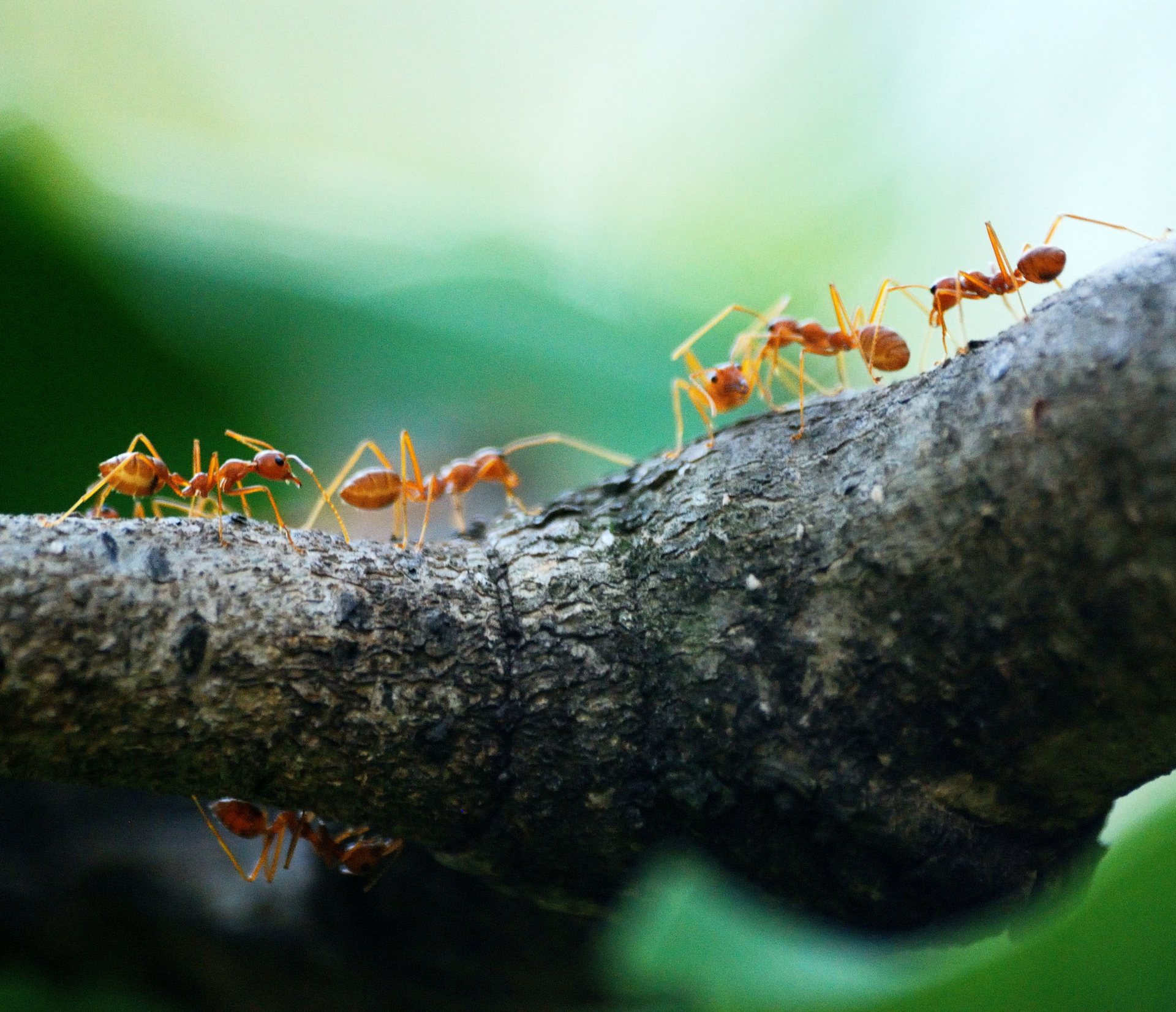 Ants in Thailand. Photo by Poranimm Athitha.