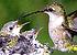 hummingbird feeding chicks