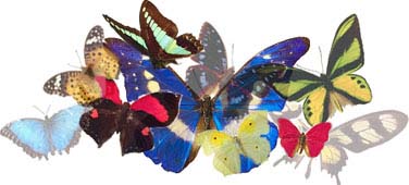 Assortment of butterflies (Illustration copyrighted, Films for Christ. Artist: Heather Taylor.)