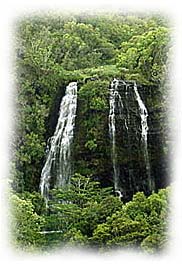Rain forest waterfalls. Photo by Paul S. Taylor. Copyrighted.