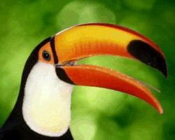 a toucan