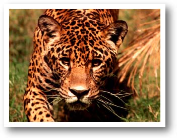 Jaguar. Illustration copyrighted.