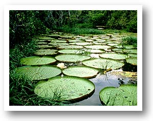 Lillypads. Photo copyrighted.