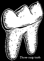 Three Cusp Tooth. Illustration copyrighted.