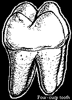 Four Cusp Tooth. Illustration copyrighted.