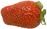 Strawberry. Illustration copyrighted.