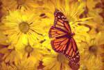 Monarch butterfly on flowers. Photo Copyrighted.