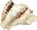 Fossil teeth (photo copyrighted) (Courtesy of Films for Christ).