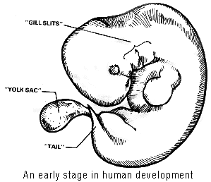Early Human Development