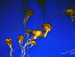 Jellyfish (photo copyrighted) (Courtesy of Films for Christ).