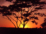 Tree at sunset. Copyrighted.