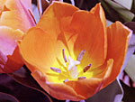 Tulip. Photo copyrighted.