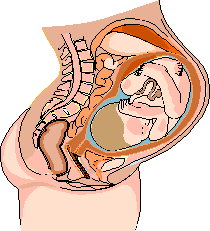 Illustration of a baby inside of its mother. Copyrighted.