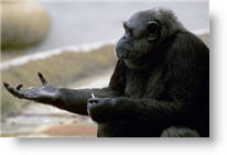 Chimpanzee. Photo copyrighted.