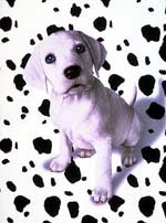 Oddball the Puppy in “102 Dalmatians”