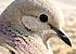 dove head