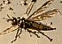 flying locust